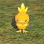 new pokemon snap torchic