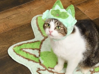 Sprigatito Cat Hat is Part of Pokemon Pet Merchandise Lineup