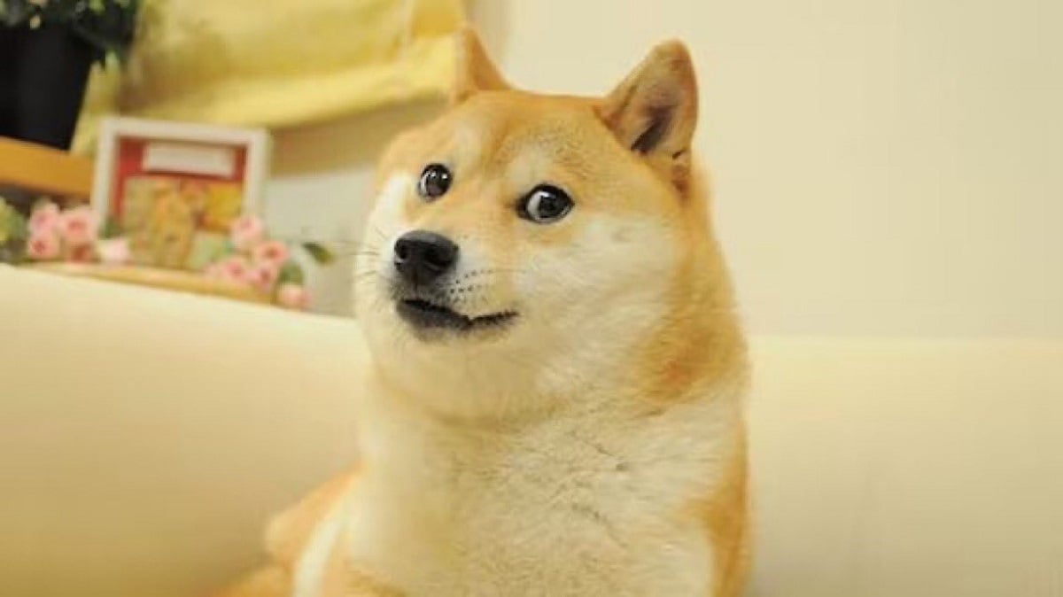 doge kabosu died