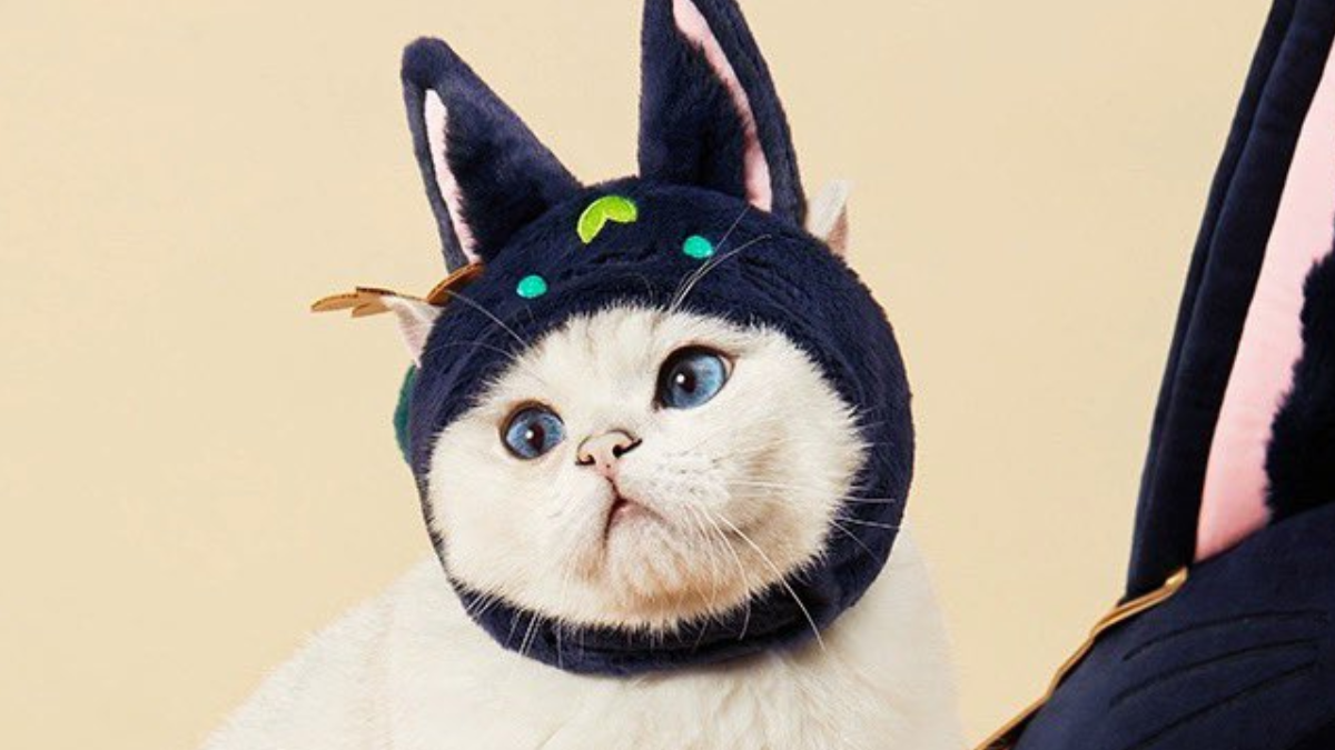 genshin impact pet hoods tighnari